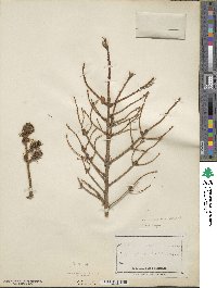 Picea mariana image