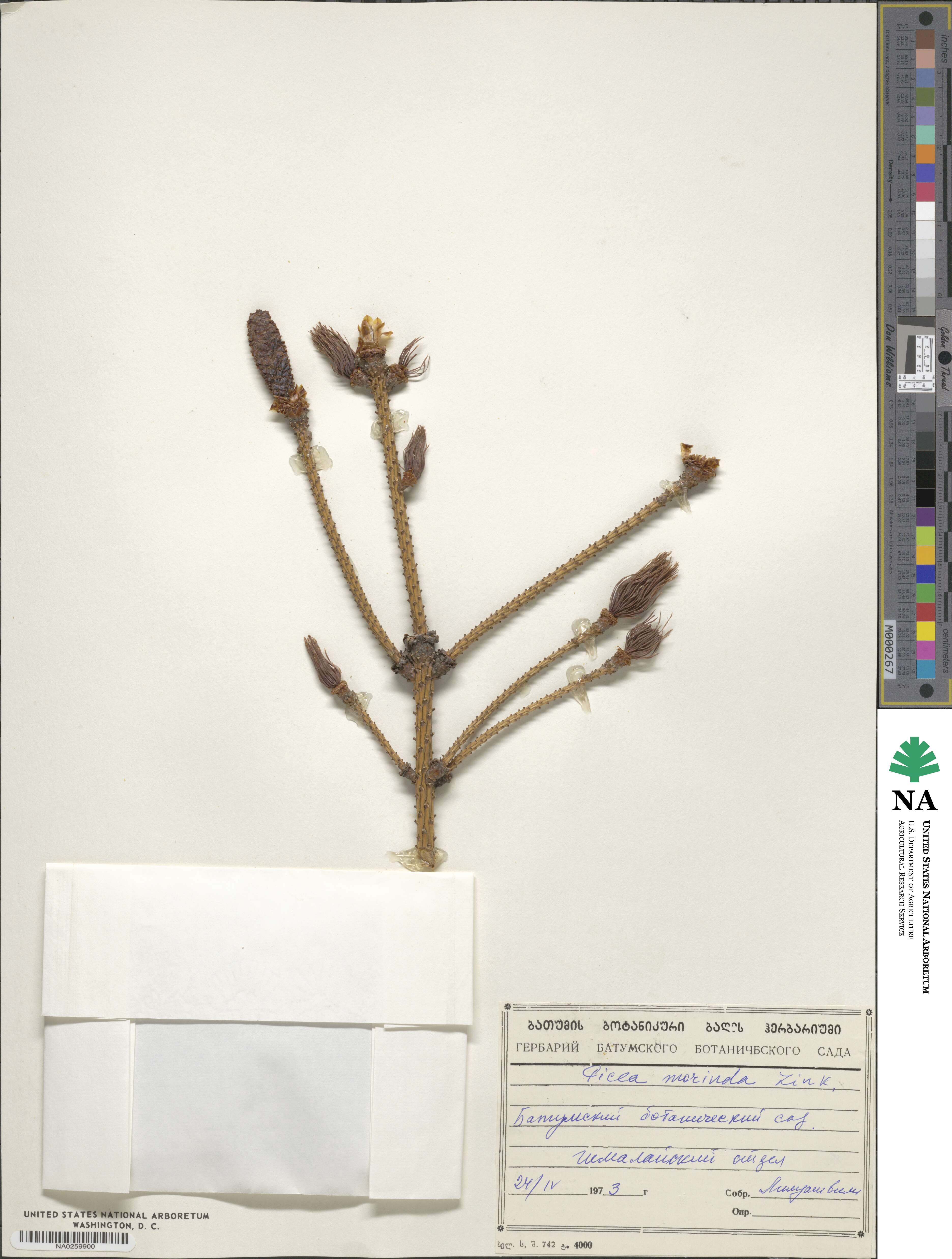 Picea smithiana image