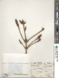 Picea smithiana image