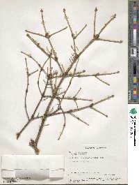 Picea obovata image