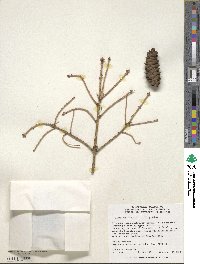 Picea orientalis image