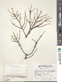 Picea orientalis image