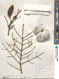 Picea orientalis image