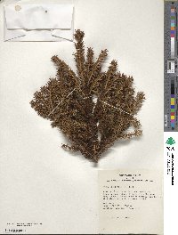 Picea orientalis image