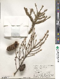 Picea orientalis image