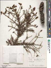 Picea orientalis image