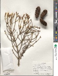 Picea orientalis image