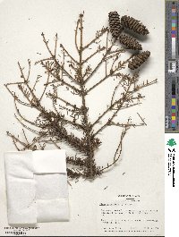 Picea orientalis image