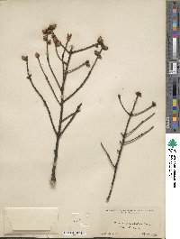 Picea orientalis image