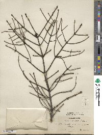 Picea orientalis image