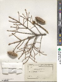 Picea orientalis image