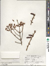 Picea orientalis image