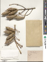 Picea orientalis image