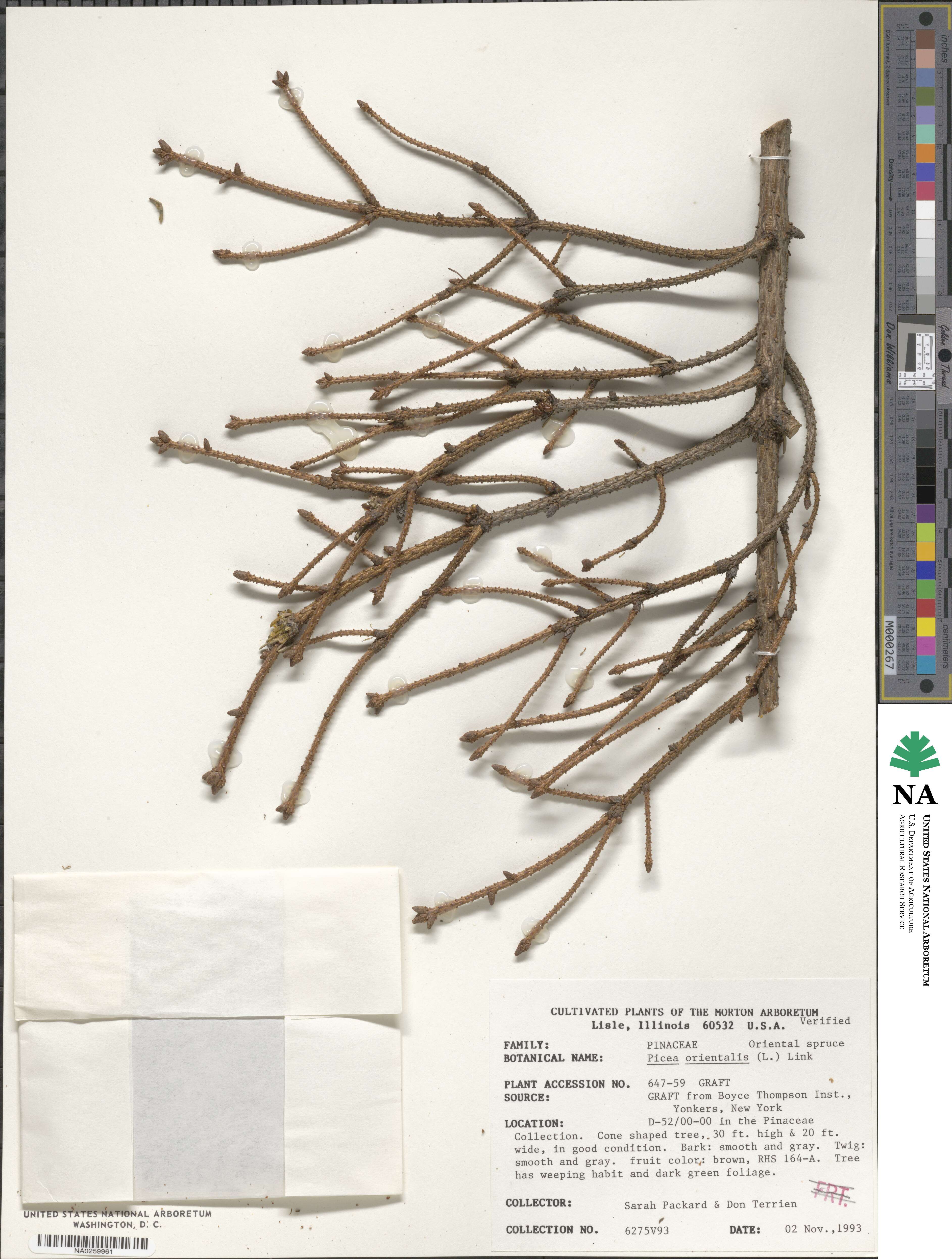 Picea orientalis image