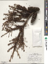 Picea orientalis image