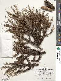 Picea orientalis image