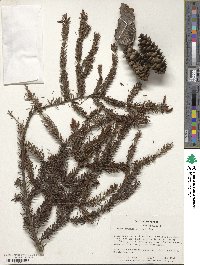 Picea orientalis image