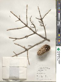 Picea pungens image