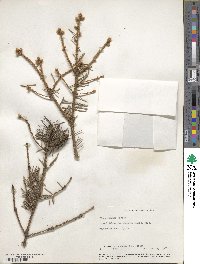 Picea pungens image