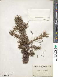 Picea pungens image