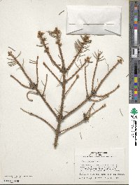 Picea pungens image