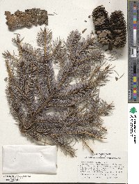 Picea pungens image