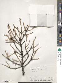 Picea purpurea image