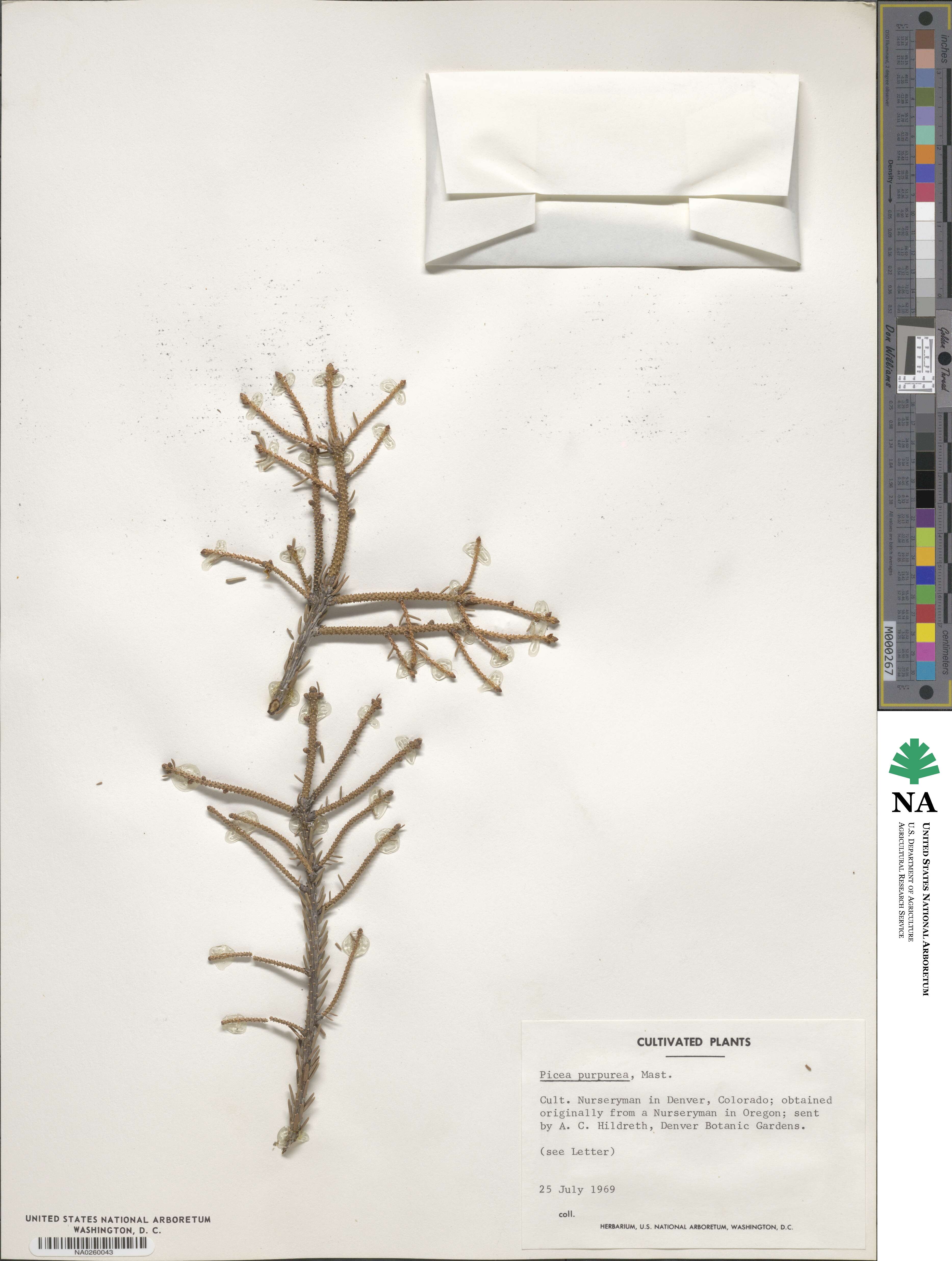 Picea purpurea image