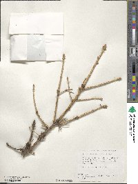 Picea schrenkiana image