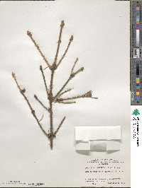 Picea schrenkiana image