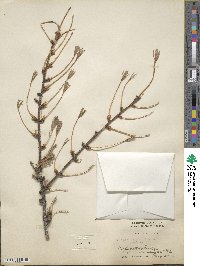 Picea smithiana image