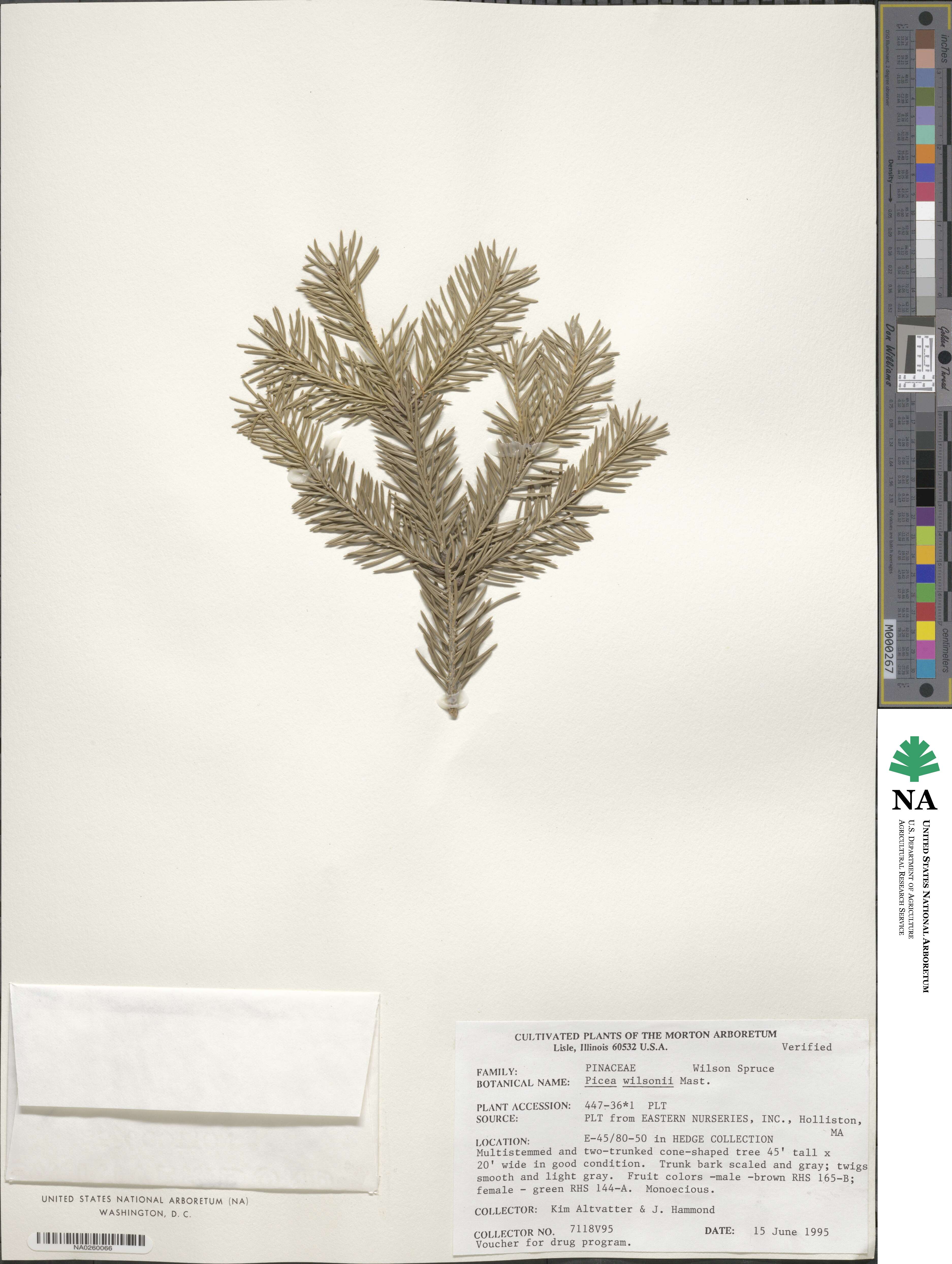 Picea wilsonii image