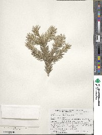 Picea wilsonii image