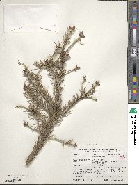 Picea wilsonii image