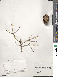 Picea wilsonii image