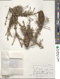 Picea wilsonii image