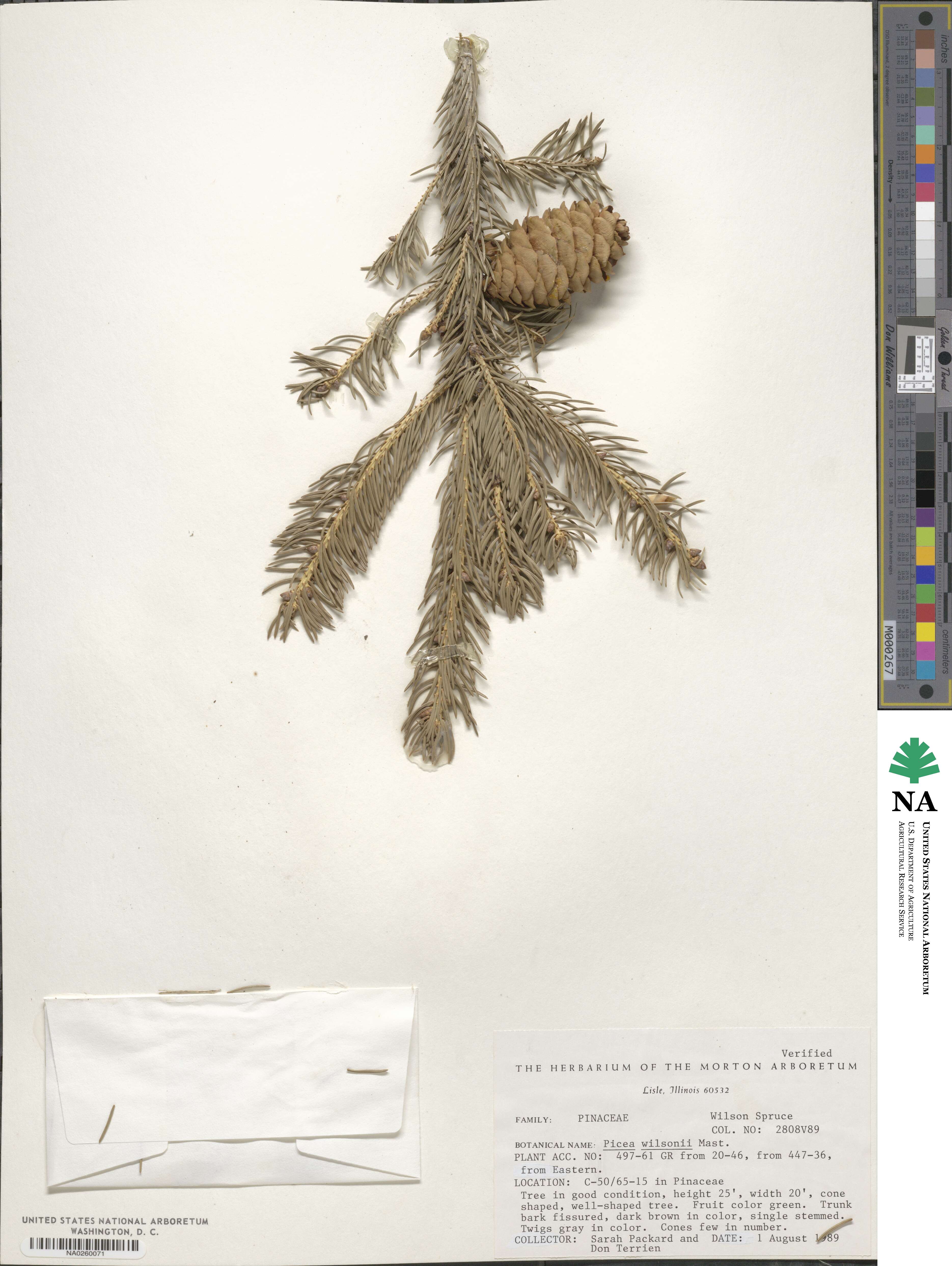 Picea wilsonii image