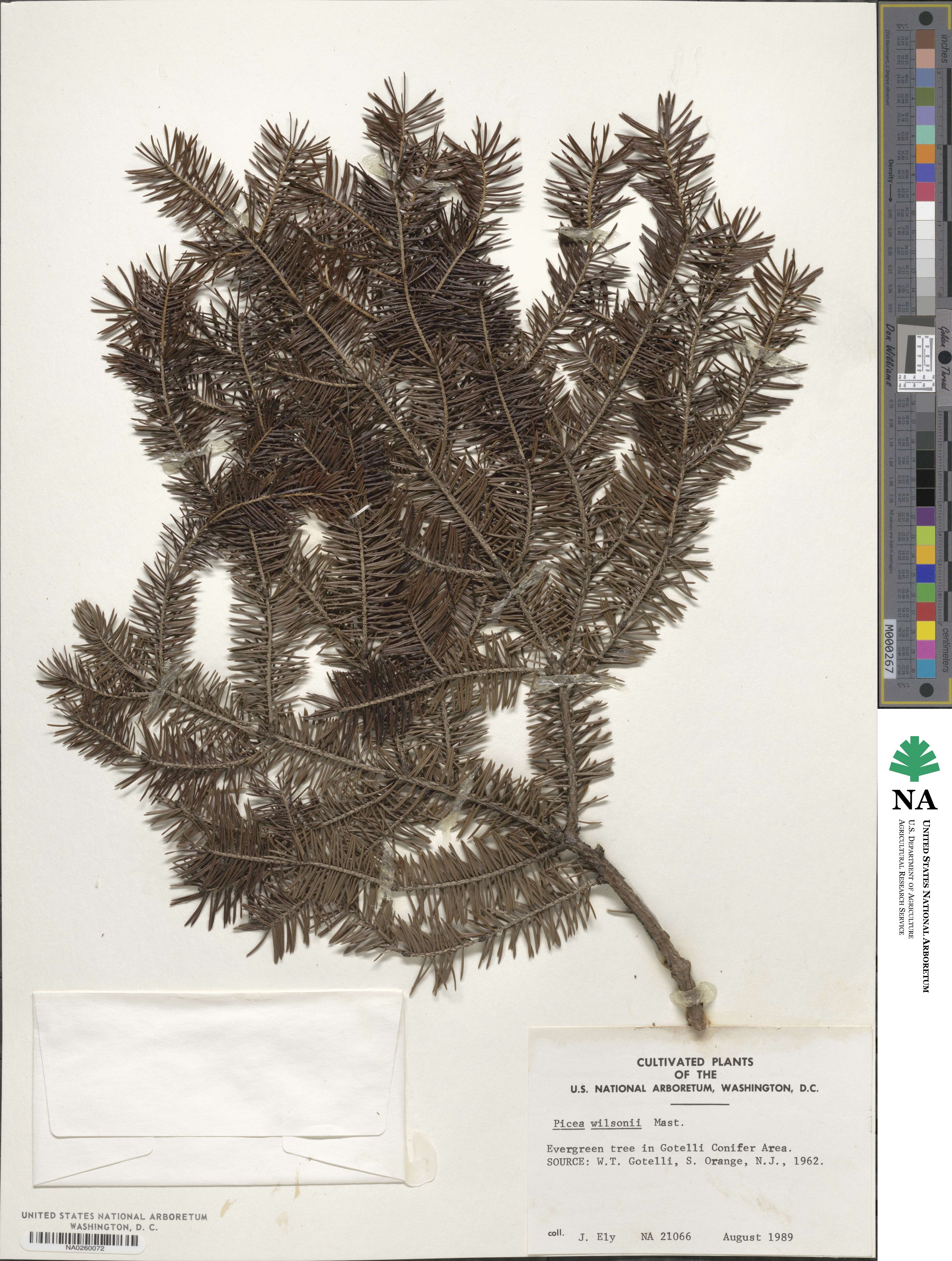 Picea wilsonii image
