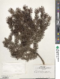 Picea wilsonii image