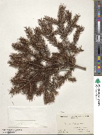 Picea wilsonii image