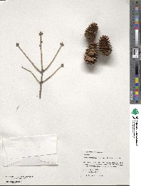 Picea wilsonii image