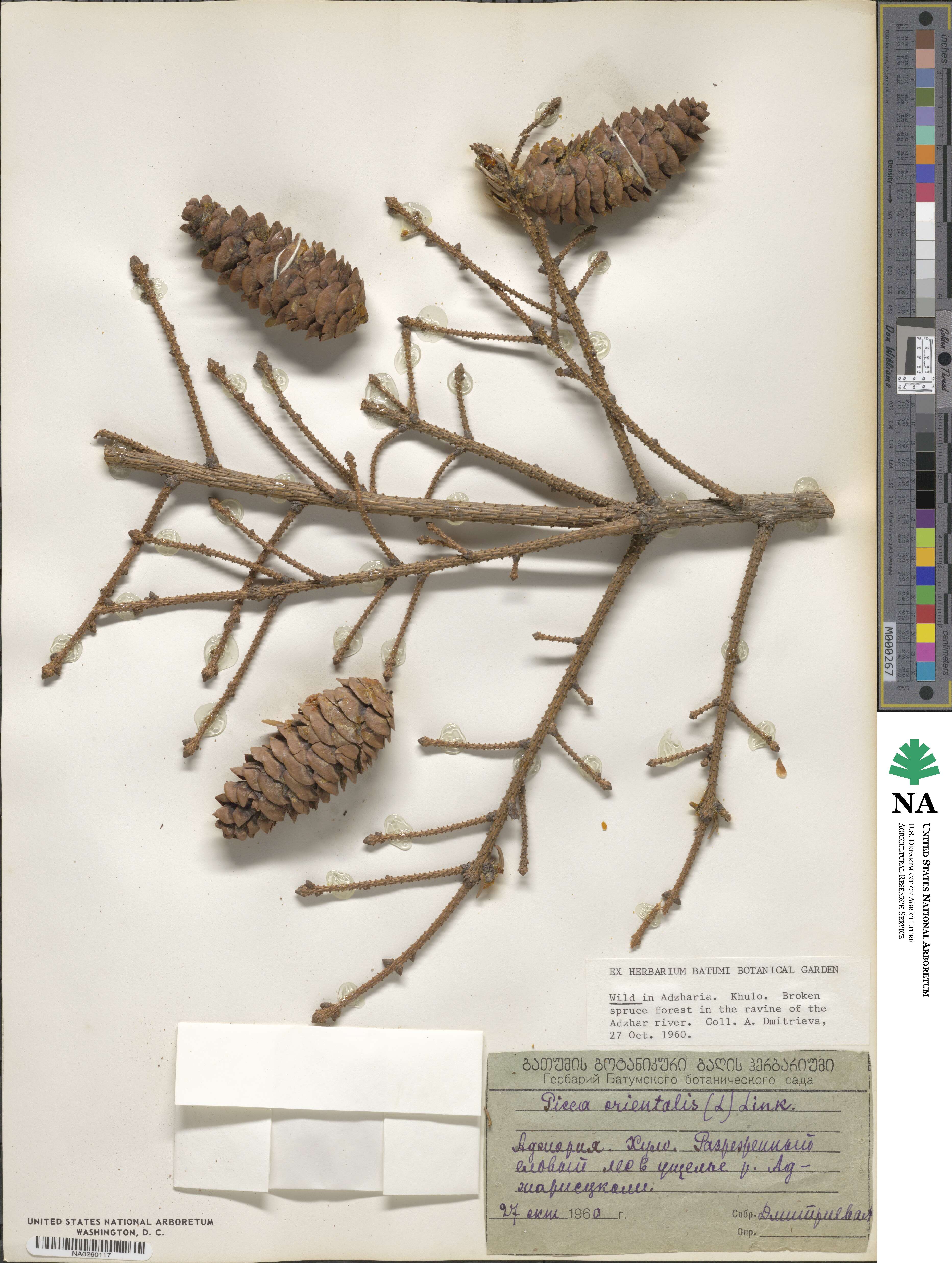 Picea orientalis image