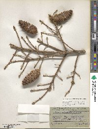 Picea orientalis image