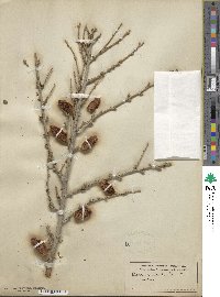 Picea orientalis image