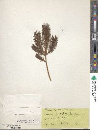 Picea abies image