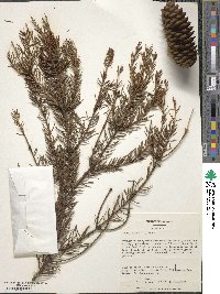 Picea abies image