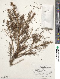 Picea abies image