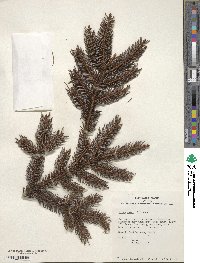 Picea abies image