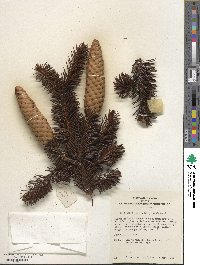 Picea abies image