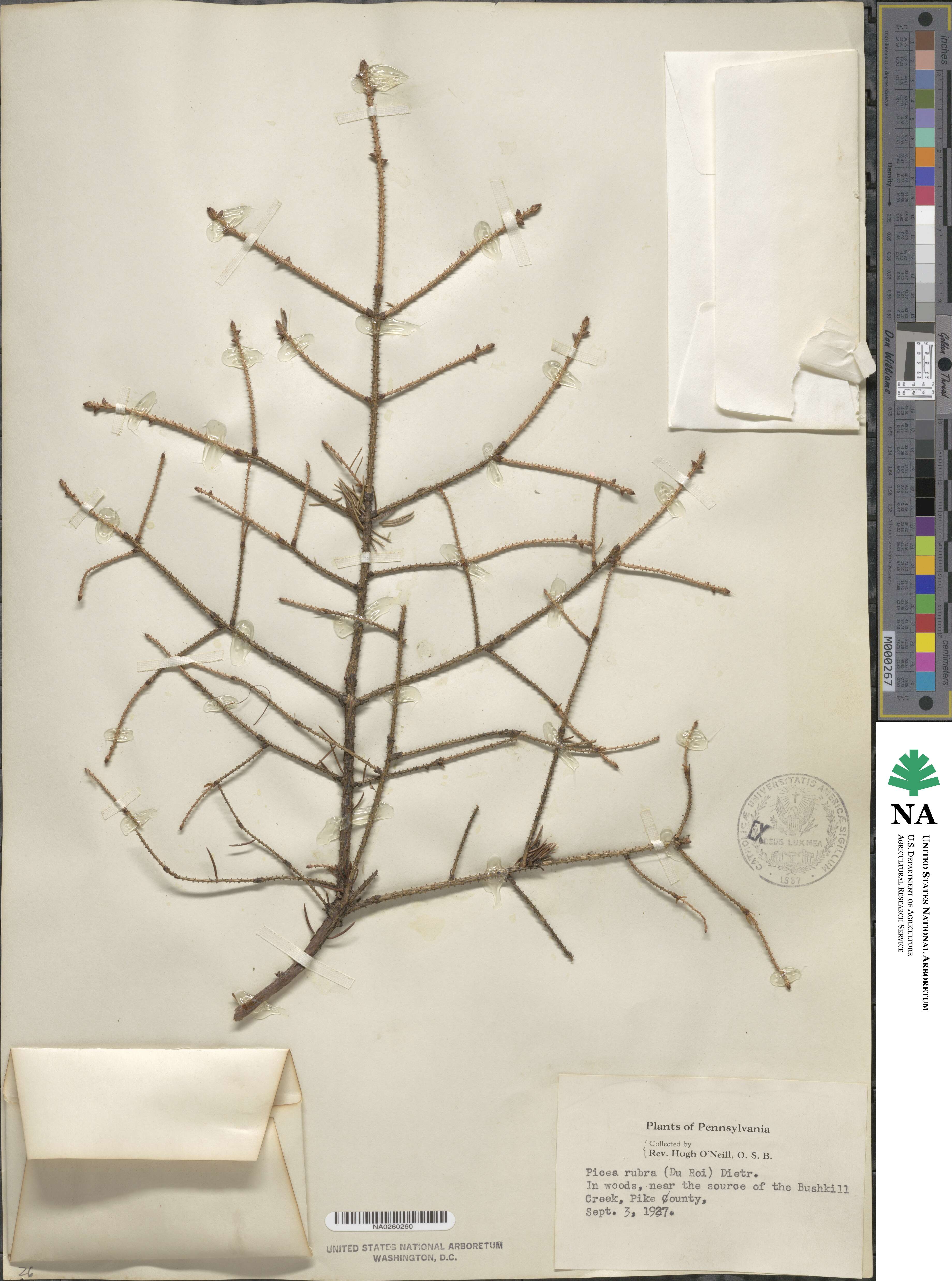 Picea abies image